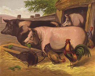 Schweine
